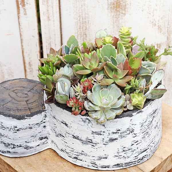 セメント鉢  寄せ植え モダンインテリア ハンドメイド - NoelHatch