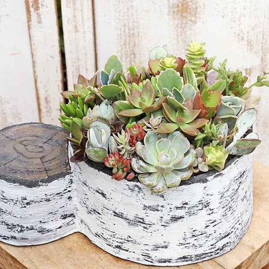 セメント鉢  寄せ植え モダンインテリア ハンドメイド - NoelHatch