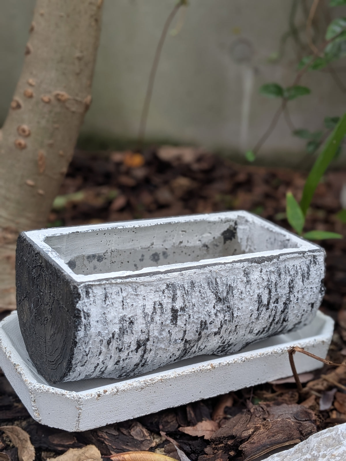 屋外の植物の根元を背景に、白い長方形のソーサーに乗せられた、焼けたような黒い丸太の木目調が特徴の長方形セメント製プランターの斜め前からのクローズアップ。